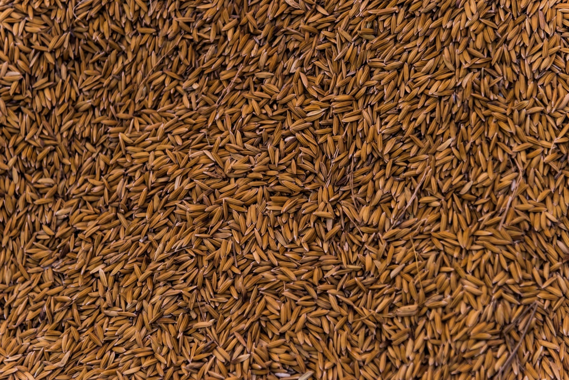 Premium Indian Cumin Seeds (Jeera)
